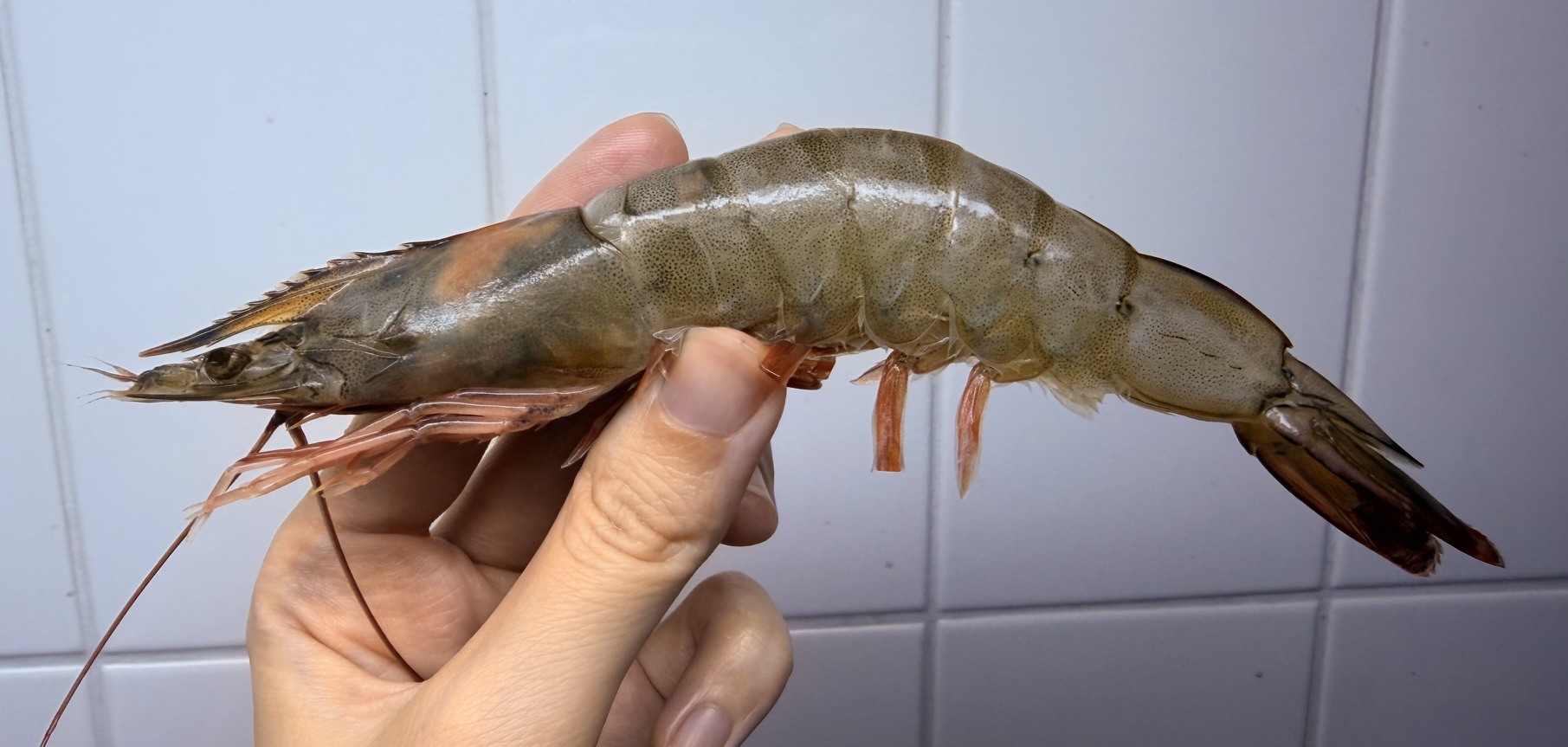 神の海老は刺身がうますぎる！プリプリ食感と濃厚な旨味をレビュー